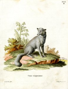 Virginian Fox (renkli gravür) by German School