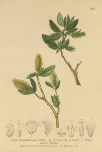 Waldsteins Willow (Salix Waldsteiniana, Salix arbusc. var.) by German School