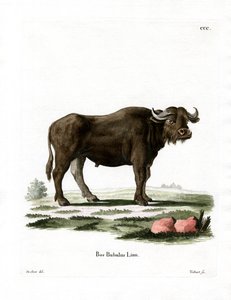 Manda (renkli gravür) by German School
