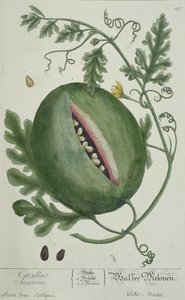 Karpuz, A Curious Herbal