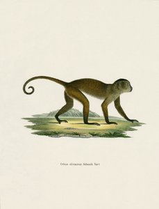 Weeper Capuchin (renkli gravür) by German School