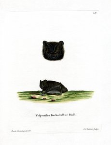 Batı Barbastelle (renkli gravür) by German School