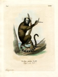 Beyaz kulaklı Marmoset (renkli gravür) by German School
