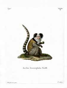 Ak başlı Marmoset (renkli gravür) by German School