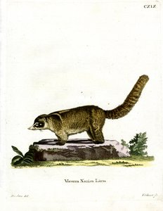 Beyaz burunlu Coati (renkli gravür) by German School