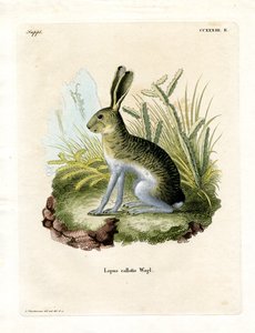 Beyaz yüzlü Jackrabbit (renkli gravür) by German School
