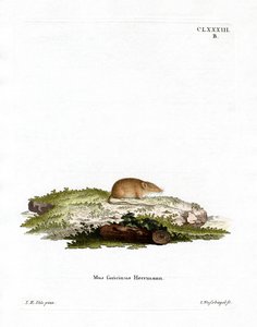 Beyaz dişli Shrew (renkli gravür) by German School