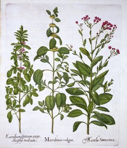 White Horehound, Horehound and Mint, from Hortus Eystettensis, Basil Besler (1561-1629), pub. 1613 (el boyaması gravür) by German School