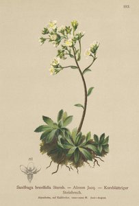 Beyaz Dağ Saxifrage (Saxifraga brevifolia, Saxifraga Aizoon) by German School