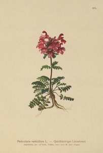 Whorled Lousewort (Pedicularis verticillata) by German School