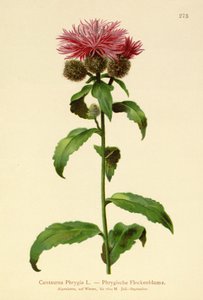 Peruk Knapweed (Centaurea Phrygia) by German School