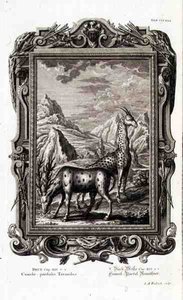 Jacob Andreas Fridrich (1684-1751) Augsberg tarafından oyulmuş 