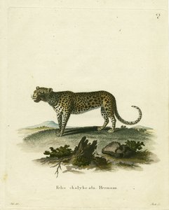 Vahşi Kedi (renkli gravür) by German School
