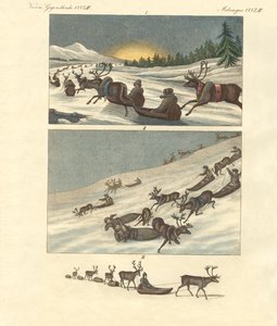 Laponya