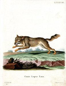 Kurt (renkli gravür) by German School
