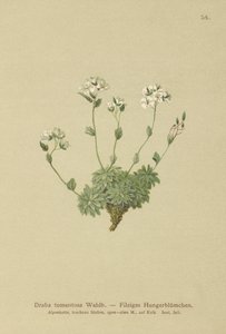Wolley Whitlow otu (Draba tomentosa) by German School