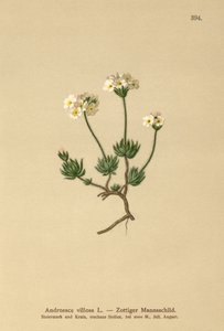 Wolly Rock Yasemin (Androsace villosa) by German School