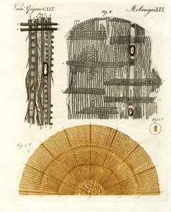 ahşap anatomisi by German School