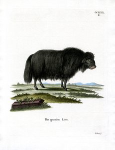 Yak (renkli gravür) by German School