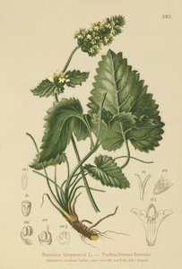 Sarı Betony (Betonica Alopecurus, Stachys alopecuros) by German School