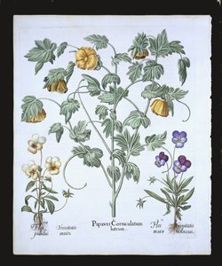 Sarı Boynuzlu Gelincik, Hortus Eystettensis