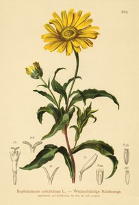 Sarı Öküz gözü (Buphthalmum salicifolium) by German School