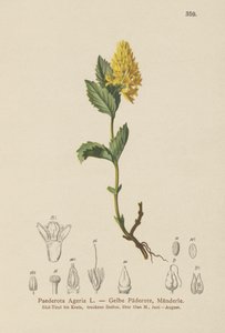 Sarı Paederota (Paederota Ageria, Paederota lutea) by German School