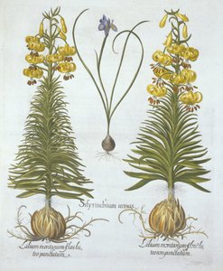 Sarı Turkscap Lily, soğanlı ve Cüce Mavi Gözlü Çimen, Hortus Eystettensis