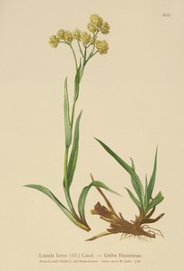Sarı Tahta Hücumu (Luzula lutea) by German School