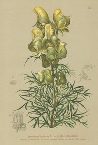 Sarı keşişlik (Aconitum anthora) by German School