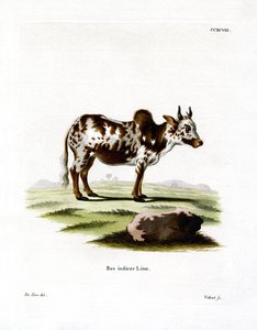 Zebu (renkli gravür) by German School