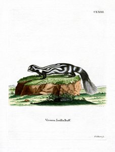 Zorilla (renkli gravür) by German School