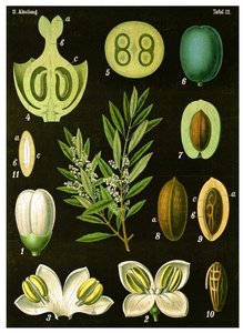 zeytin by German School