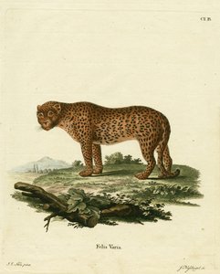 panter (renkli gravür) by German School