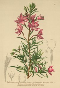 biberiye yapraklı söğüt otu (Epilobium rosmarinifolium, Epilobium Dodonaei) by German School