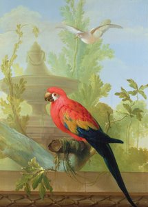 Süs Bahçesinde Bir Amerika Papağanı ve Bir Güvercin, 1772 by Gerrit van den Heuvel
