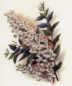 Andromeda Speciosa v Cassinefolia  by Gertrude Hamilton
