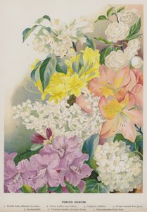 Zorla Çalılar by Gertrude Hamilton