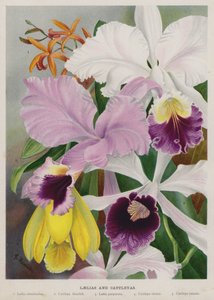 Laelias ve Cattleyas by Gertrude Hamilton