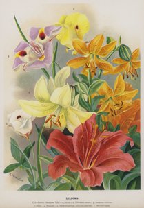 lilyumlar by Gertrude Hamilton