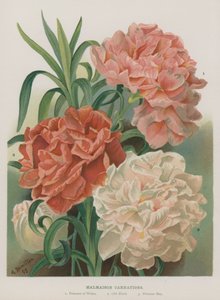Malmaison Carnations  by Gertrude Hamilton
