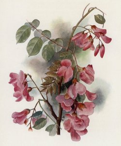 Robinia Hispida  by Gertrude Hamilton