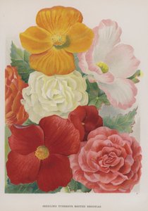Seedling Tuberous Rooted Begonias  by Gertrude Hamilton