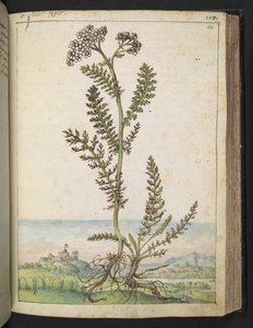 Achillea millefolium: Gherardo Cibo