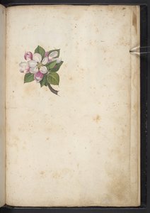 MS 22333 f61r, Blossom, 