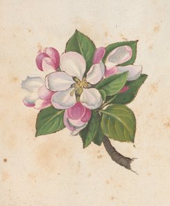 MS 22333 f.61r, Blossom, 