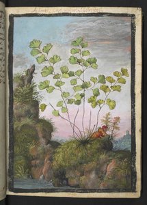 Adiantum capillus-veneris, Gherardo Cibo