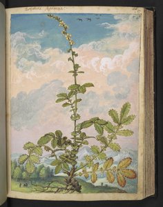 Agrimonia eupatoria, Gherardo Cibo