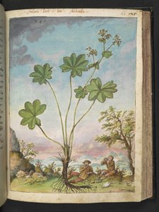 Alchemilla vulgaris (Kadın mantosu), Gherardo Cibo
