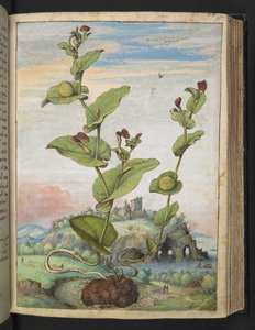 Aristolochia rotunda: Gherardo Cibo